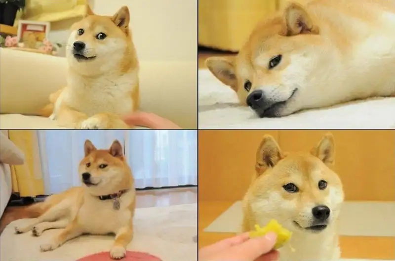 Ảnh chó shiba meme mang lại tiếng cười cho mọi người