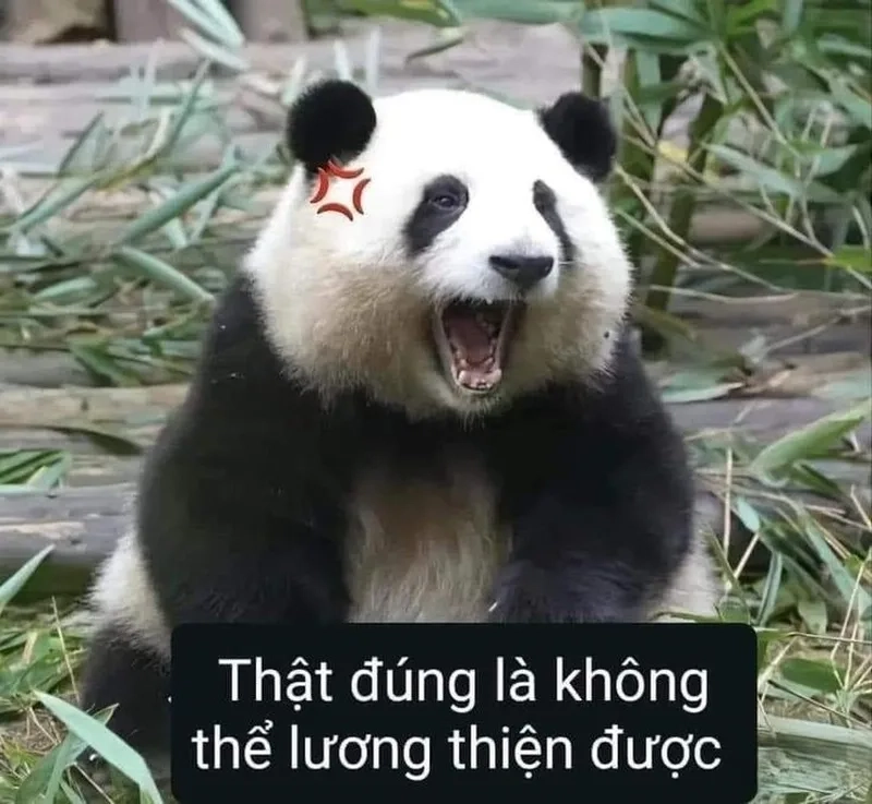 Ảnh khóc meme mang lại tiếng cười sảng khoái