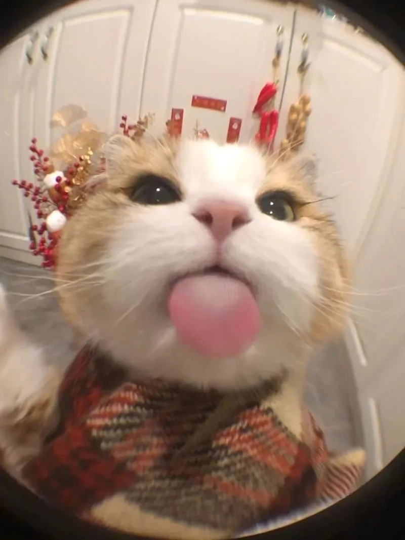 Ảnh meme noel dễ thương cho những khoảnh khắc vui vẻ