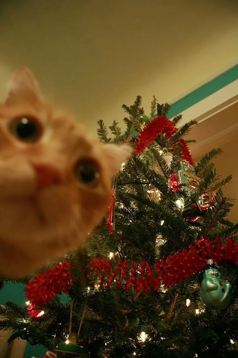 Cây thông noel meme mang lại không khí Giáng sinh cho mọi người