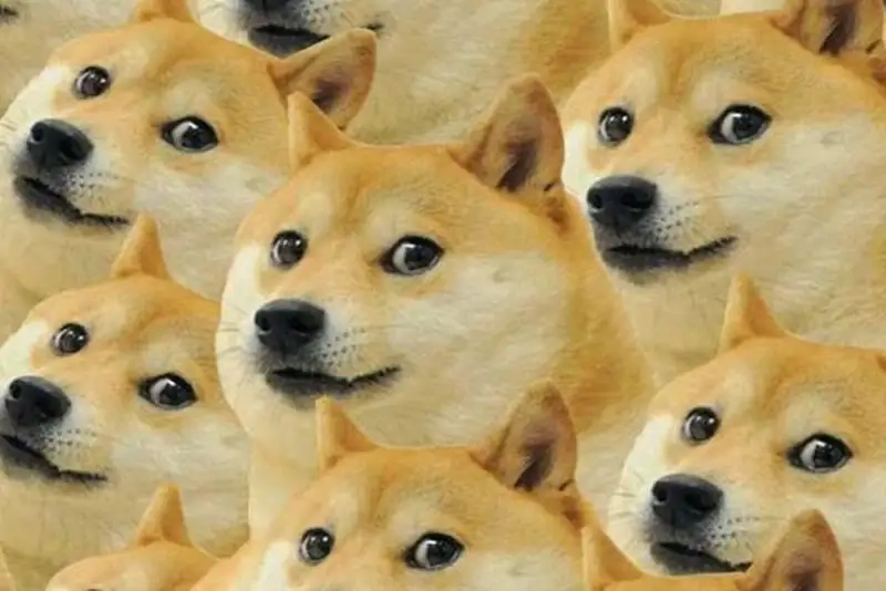 Chó shiba chibi cute khiến trái tim bạn tan chảy