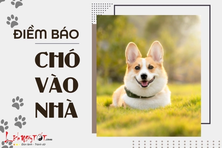 Chó Vào Nhà Là Điềm Gì? Giải Mã Ý Nghĩa Phong Thủy & Tâm Linh