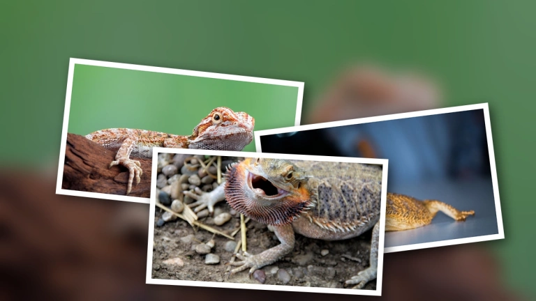 Expert beginner guide to owning a bearded dragon in 2026