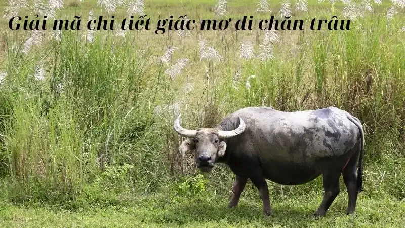 Giải mã chi tiết giấc mơ đi chăn trâu