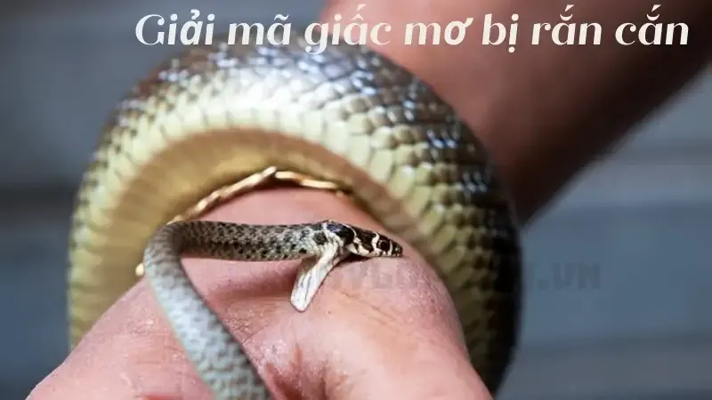 Giải mã giấc mơ bị rắn cắn
