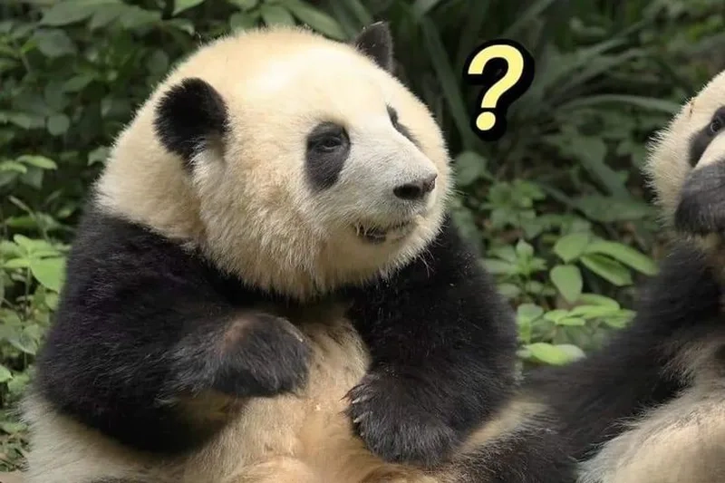 Mặt khóc meme thật dễ thương và đáng yêu