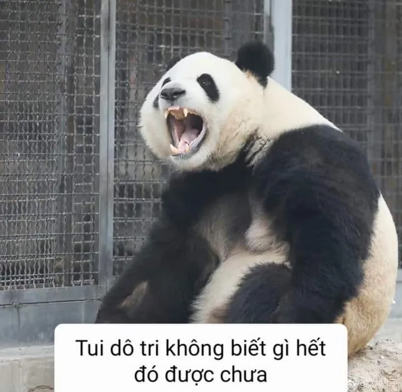 Meme anime khóc thật đáng yêu và hài hước