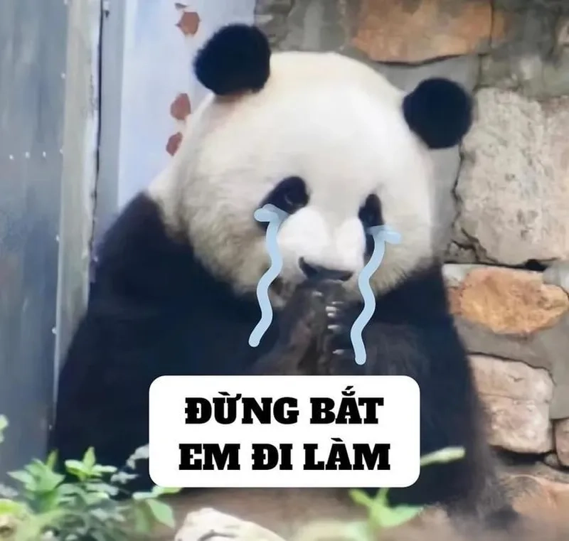 Meme chuột khóc thật dễ thương và vui nhộn