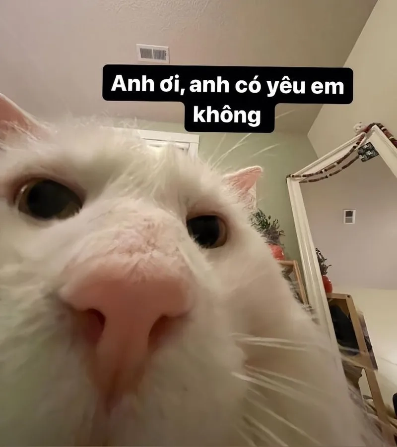 Meme ghế tình yêu mang lại tiếng cười sảng khoái