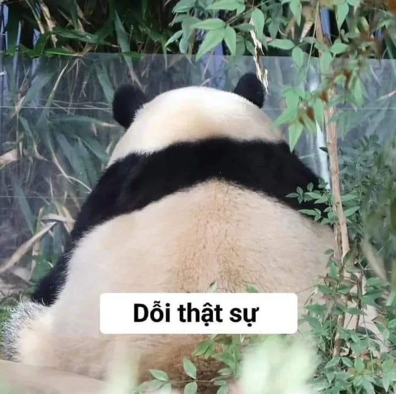 Meme khóc không thành tiếng khiến bạn cảm thấy đồng cảm