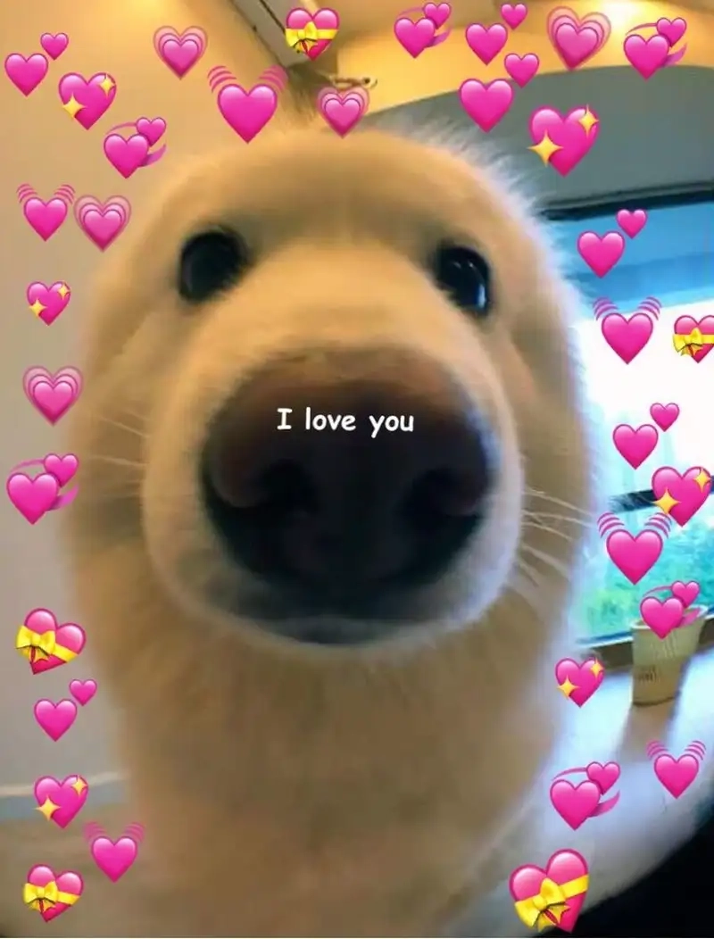 Meme love cat dễ thương cho những ai yêu thích mèo