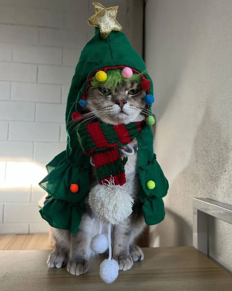 Meme mèo noel cute khiến bạn không thể nhịn cười