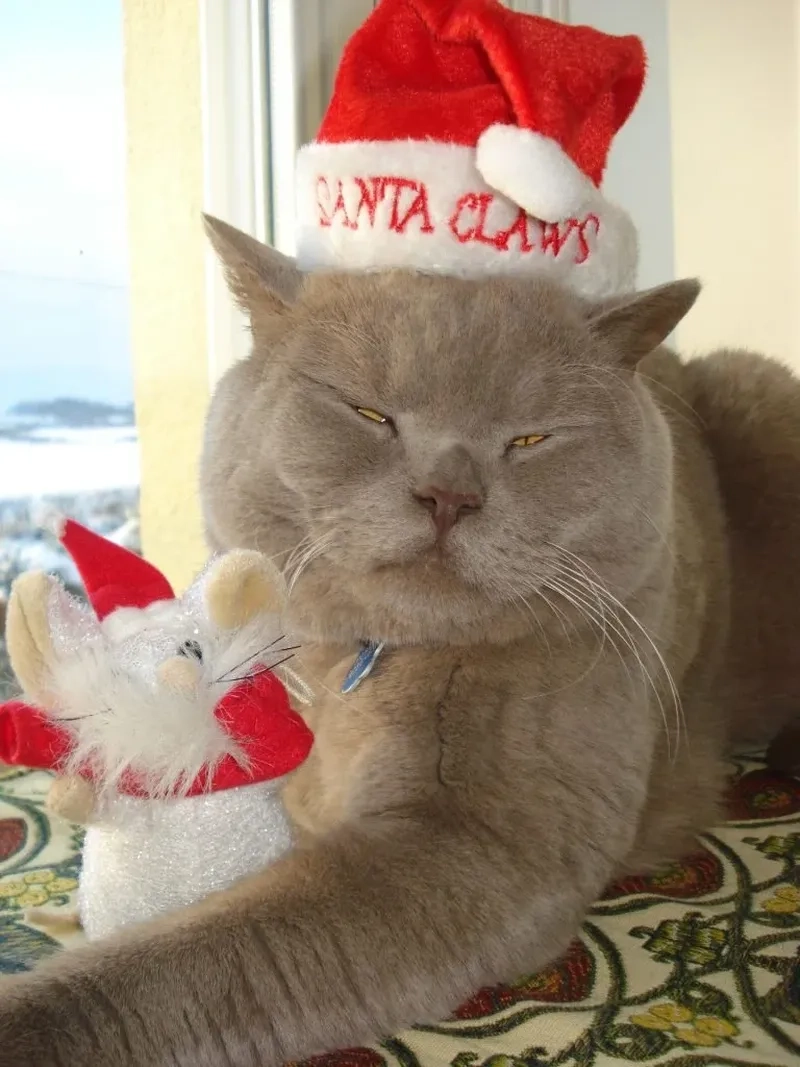 Mèo meme đáng yêu khiến bạn không thể nhịn cười