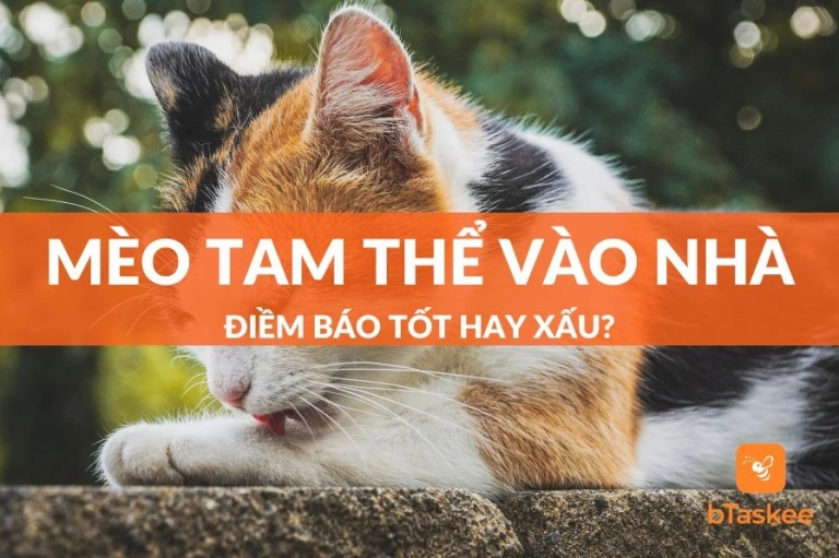 Mèo Tam Thể Vào Nhà Là Điềm Gì? Ý Nghĩa Phong Thủy & Tâm Linh
