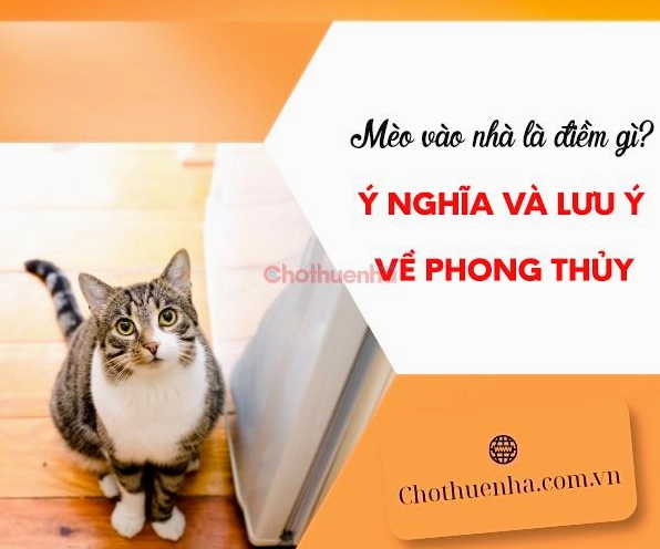 Mèo Tới Nhà Là Điềm Gì? Giải Mã Ý Nghĩa Và Cách Ứng Xử Đúng Phong Thủy