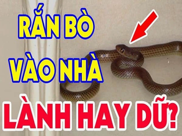 Rắn xanh bò vào nhà có điềm gì? Giải mã ý nghĩa tâm linh và khoa học
