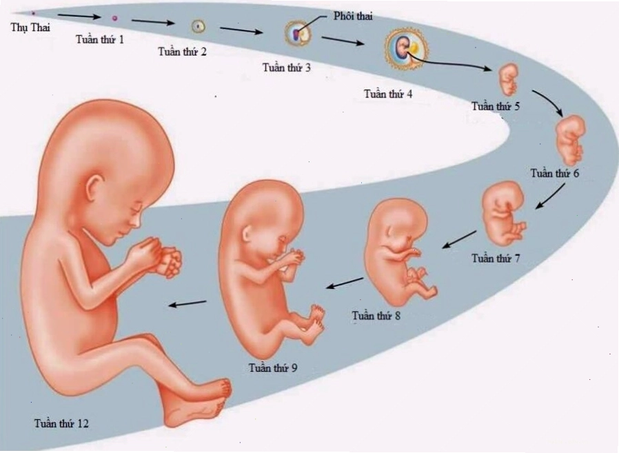 Sự phát triển của thai nhi trong 3 tháng đầu