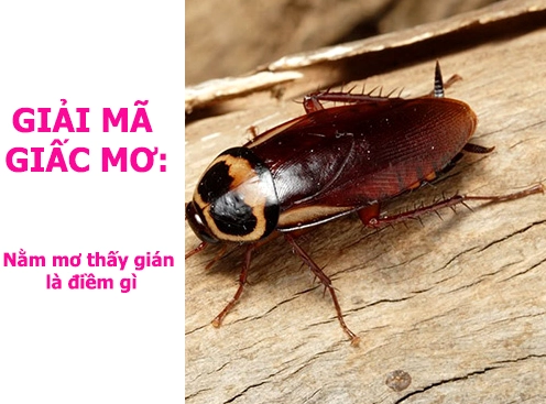 Thấy Gián La Điềm Gì? Giải Mã Giấc Mơ và Ý Nghĩa Tâm Linh