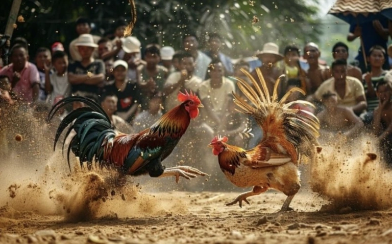 Tuyệt chiêu soi gà Thomo và bắt kèo tốc độ cao chuẩn xác