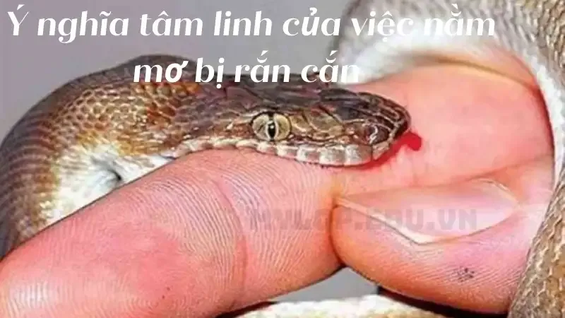 Ý nghĩa tâm linh của việc nằm mơ bị rắn cắn